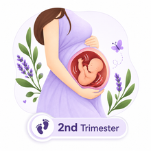 2nd Trimester